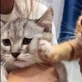 Đ