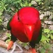 Đ
