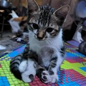 c