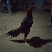 L